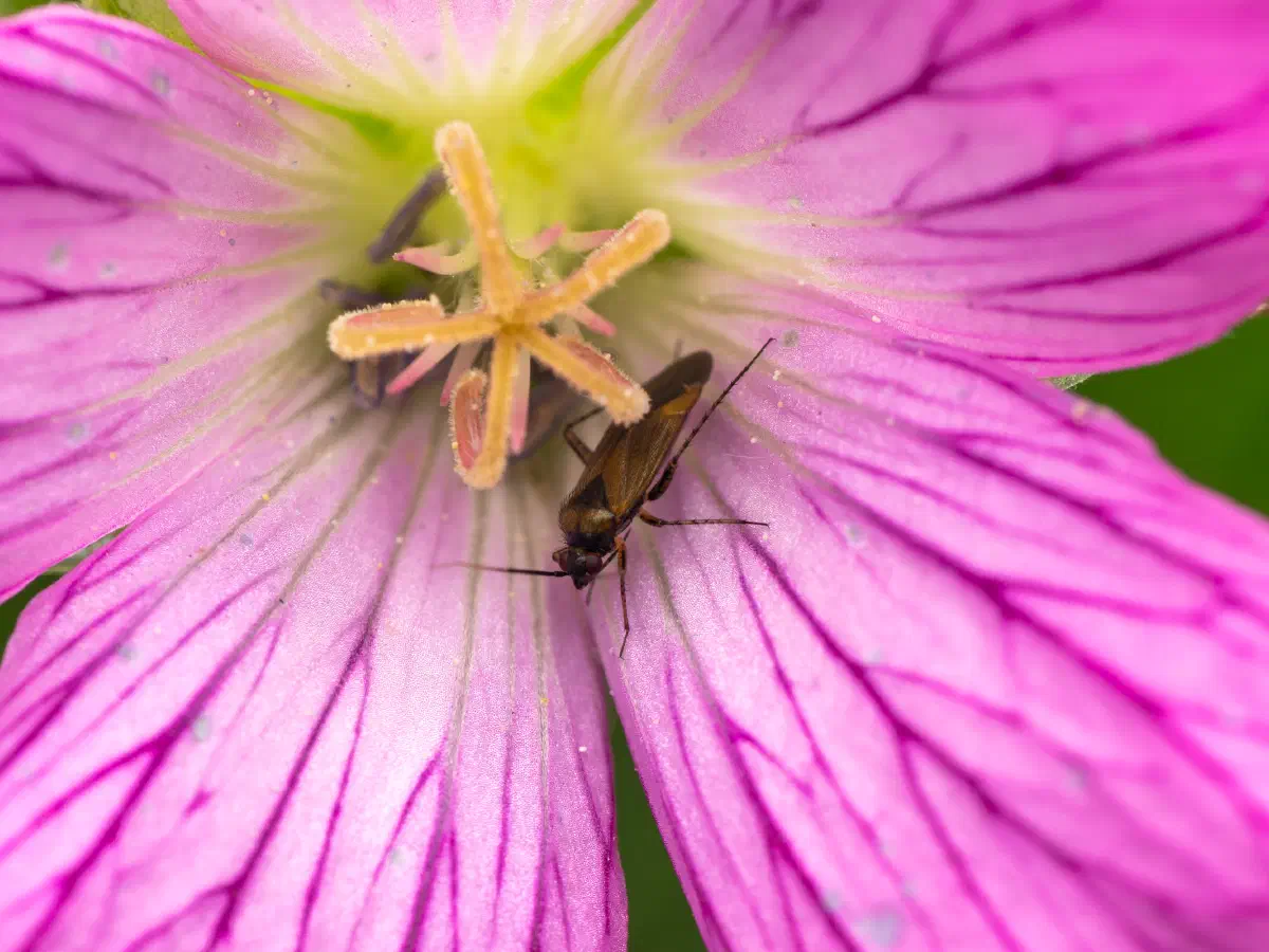 Plagiognathus arbustorum