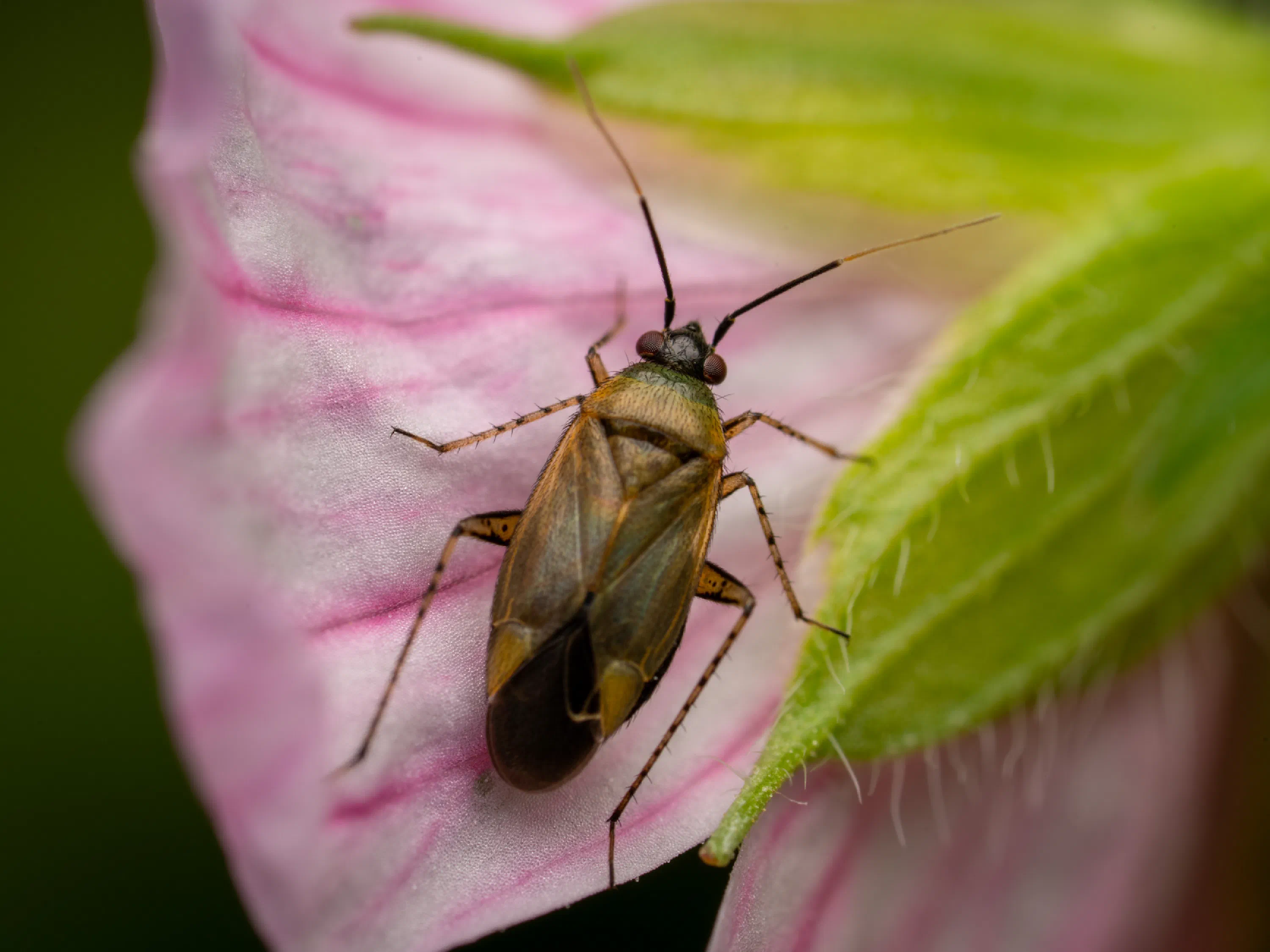 Plagiognathus arbustorum