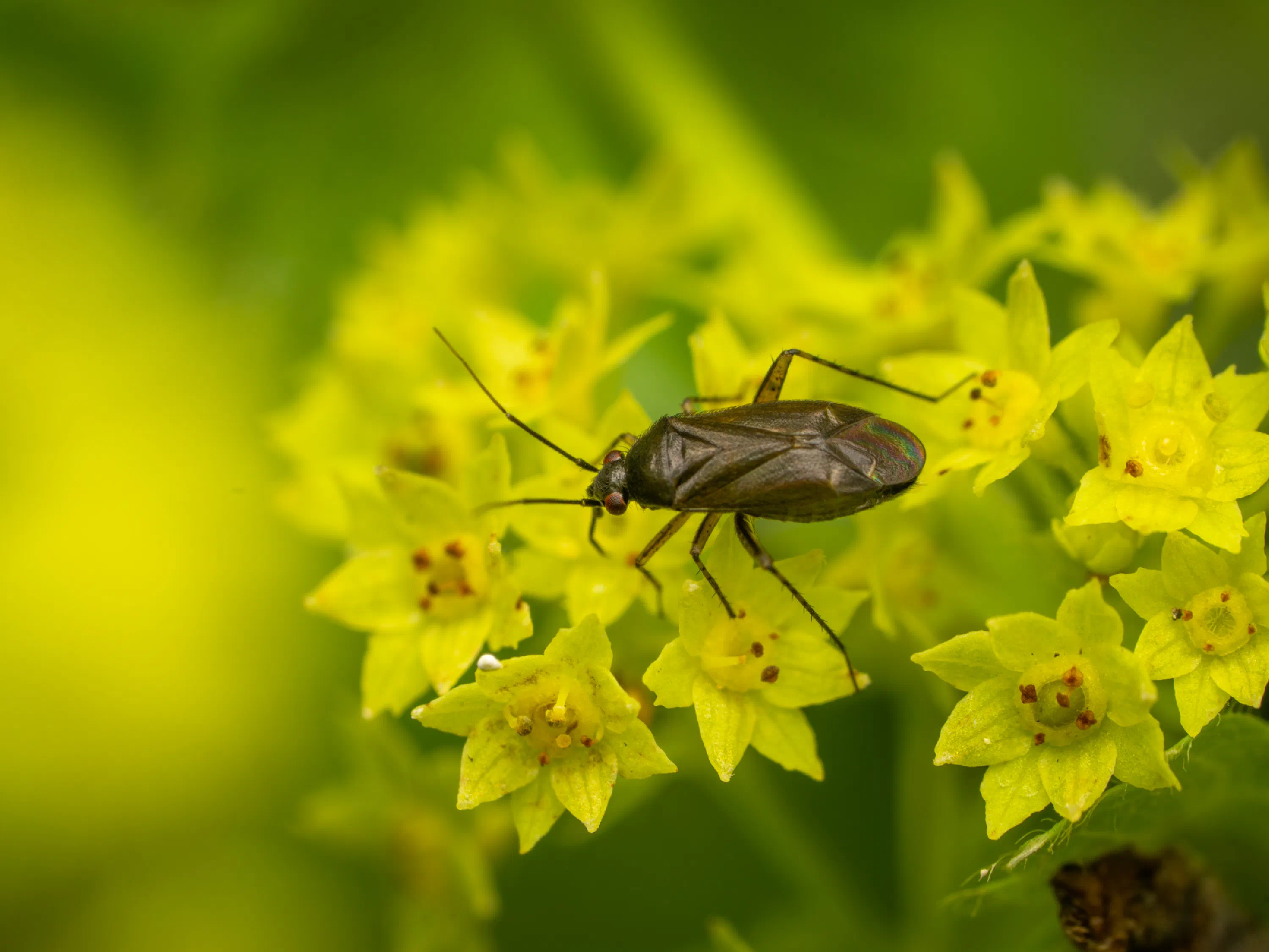 Plagiognathus arbustorum