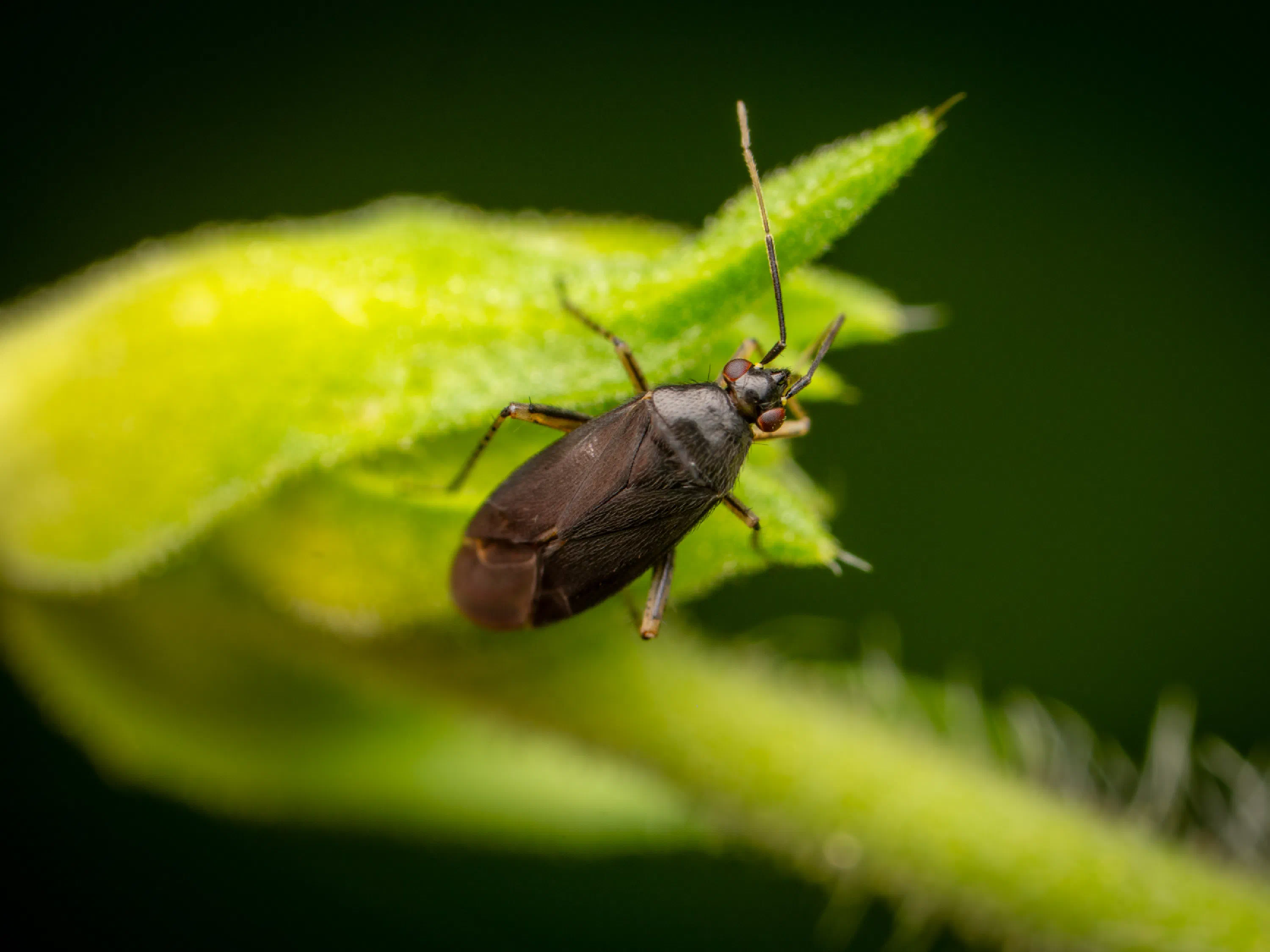 Plagiognathus arbustorum