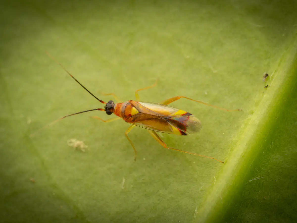 Campyloneura virgula