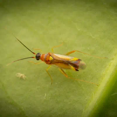 Campyloneura virgula