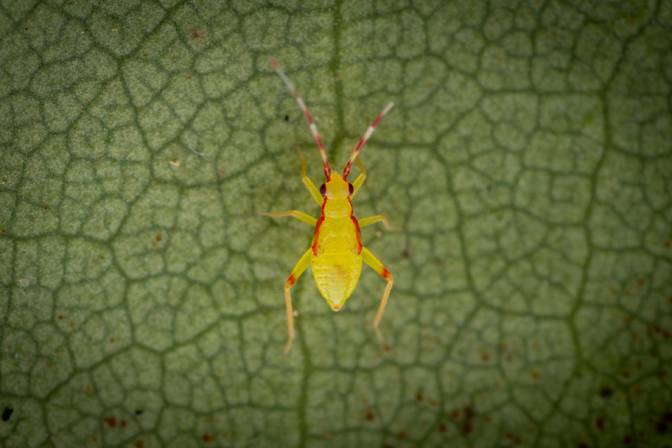Campyloneura virgula – No. 1