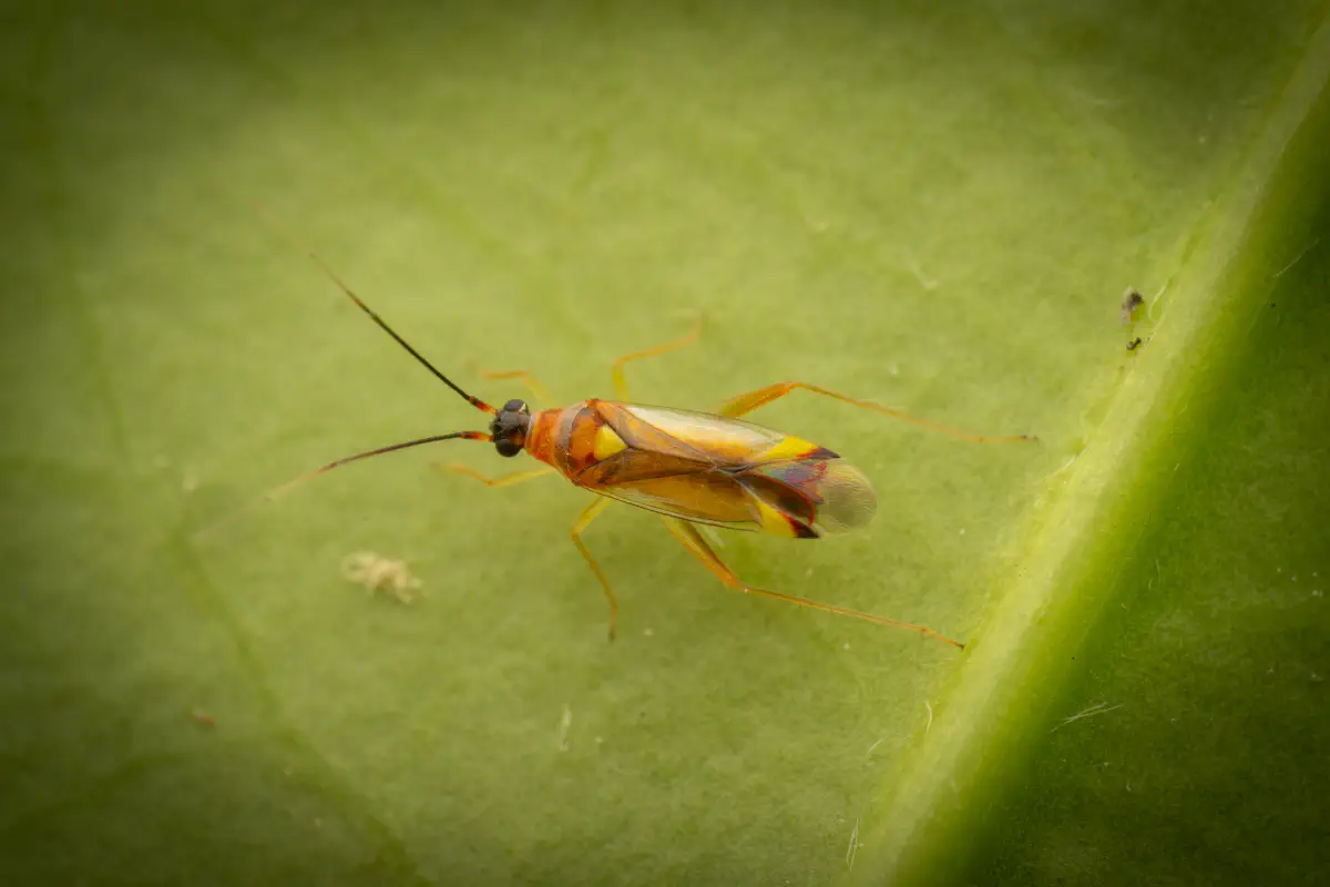 Campyloneura virgula – No. 1