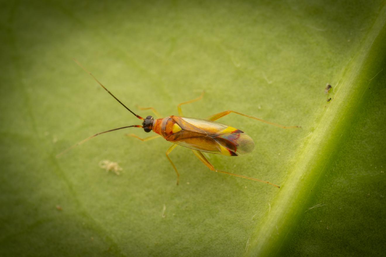 Campyloneura virgula – No. 1