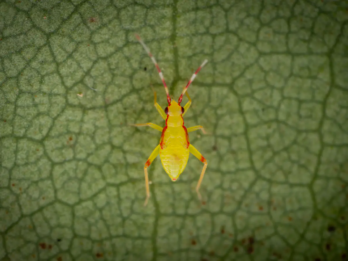 Campyloneura virgula