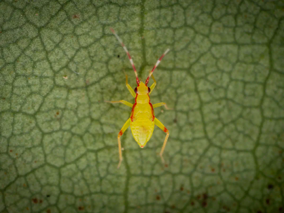 Campyloneura virgula
