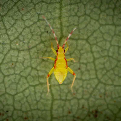 Campyloneura virgula