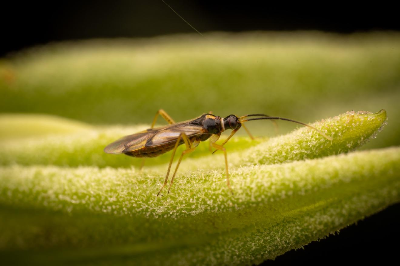 Campyloneura virgula – No. 2