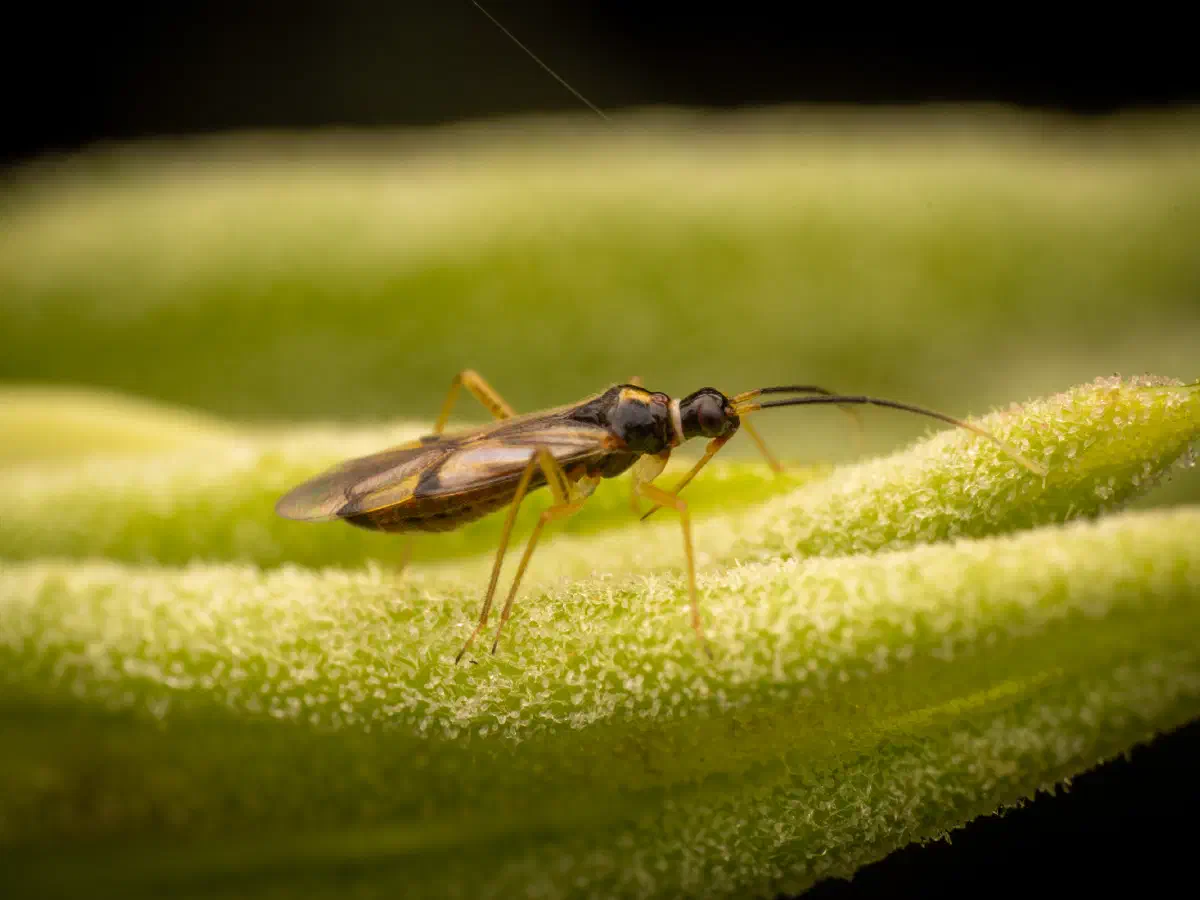 Campyloneura virgula