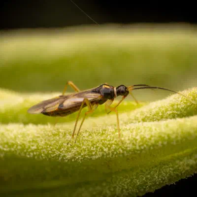 Campyloneura virgula