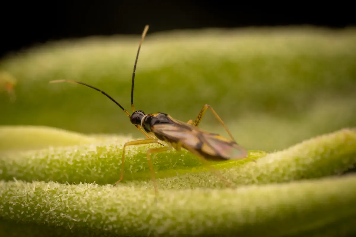Campyloneura virgula – No. 4