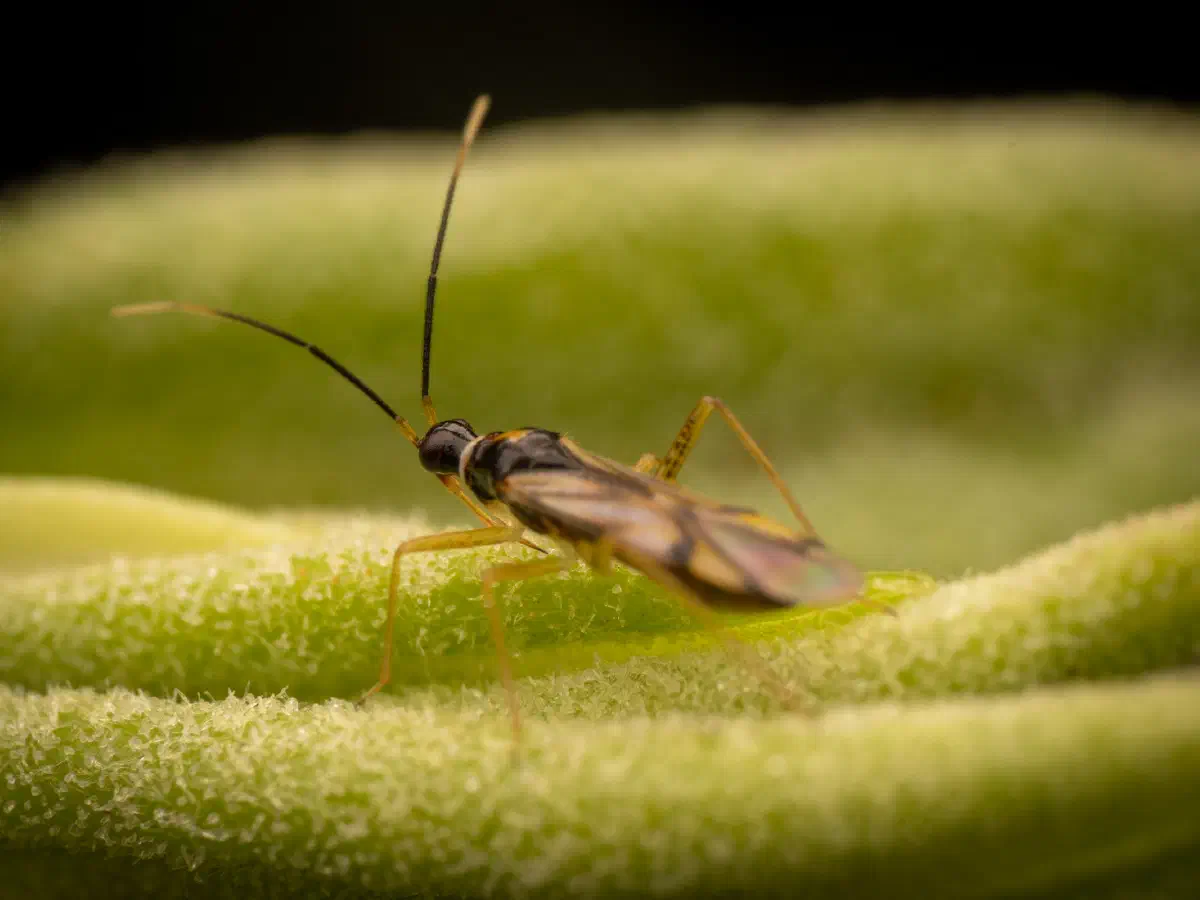 Campyloneura virgula
