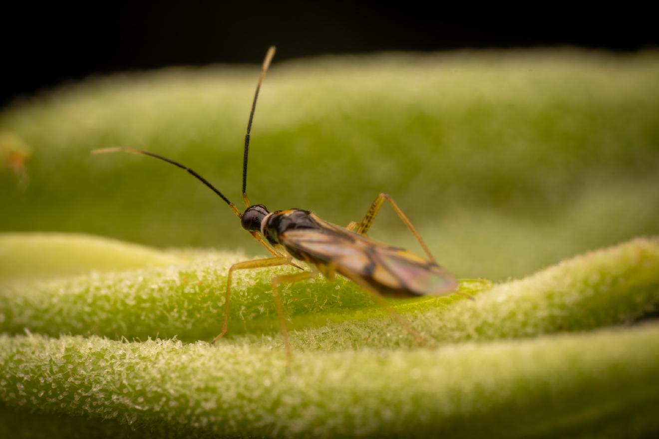Campyloneura virgula – No. 4