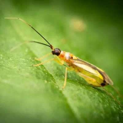 Campyloneura virgula