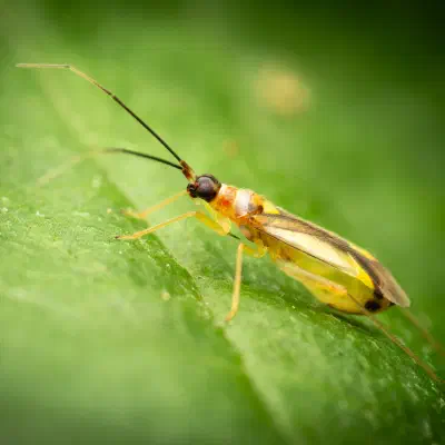 Campyloneura virgula