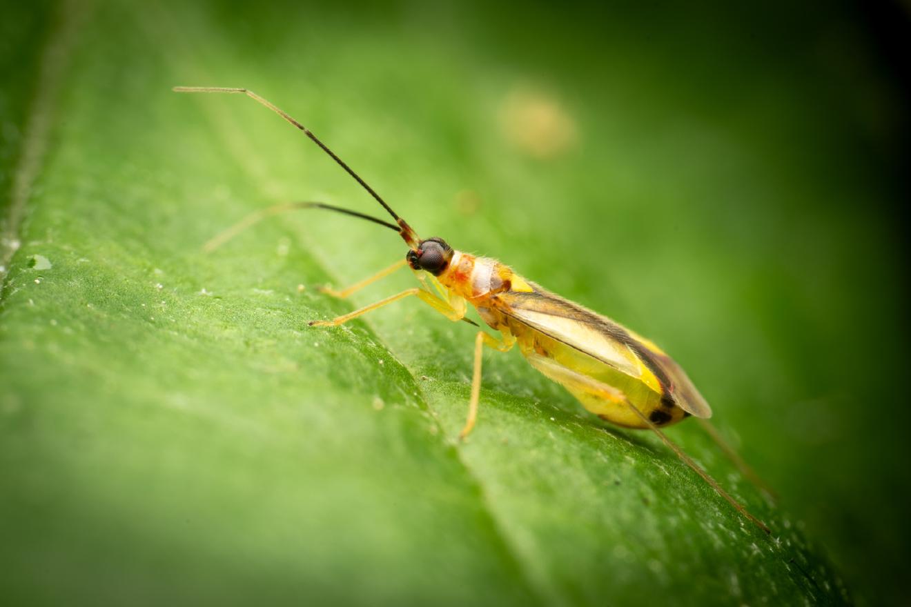 Campyloneura virgula – No. 5