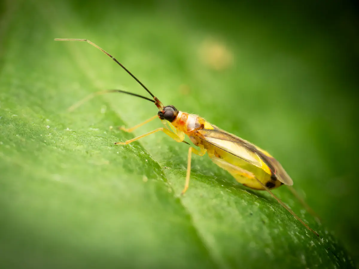 Campyloneura virgula