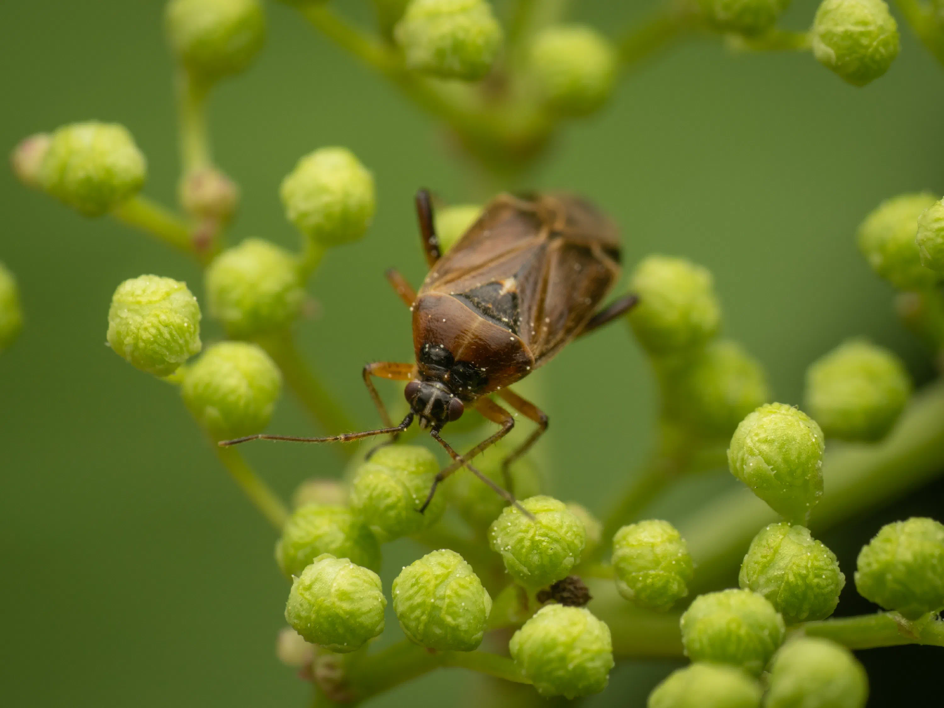Harpocera thoracica