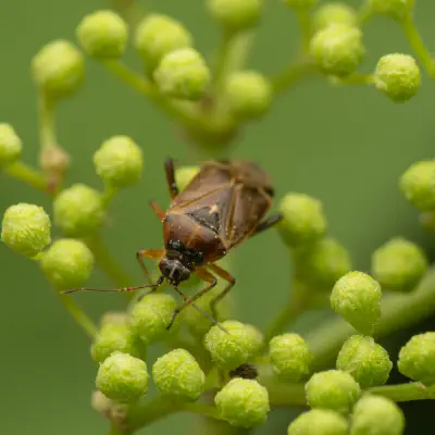 handsome plant bug