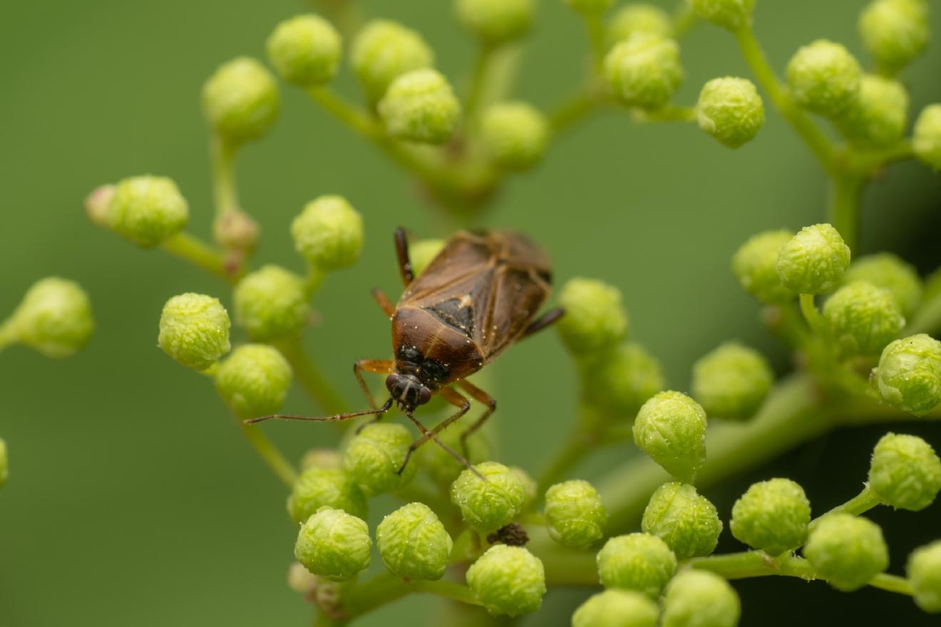 handsome plant bug – No. 1