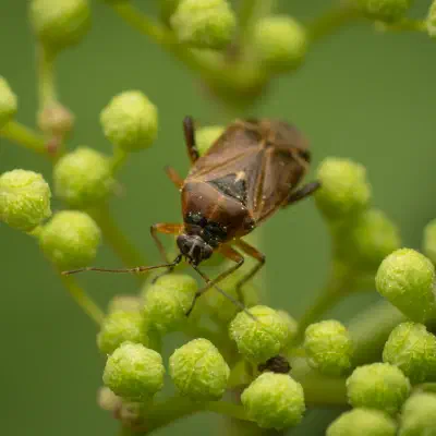 Harpocera thoracica