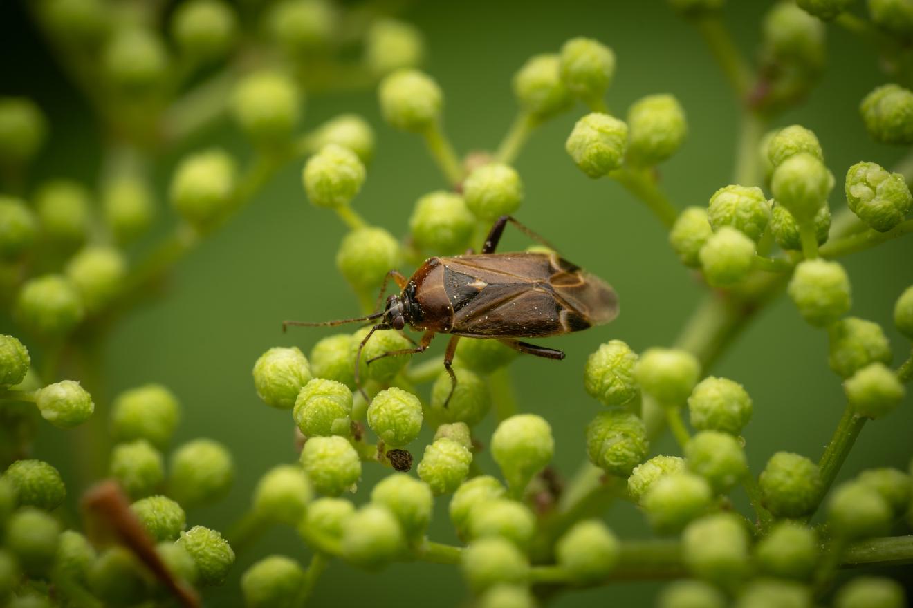 handsome plant bug – No. 2