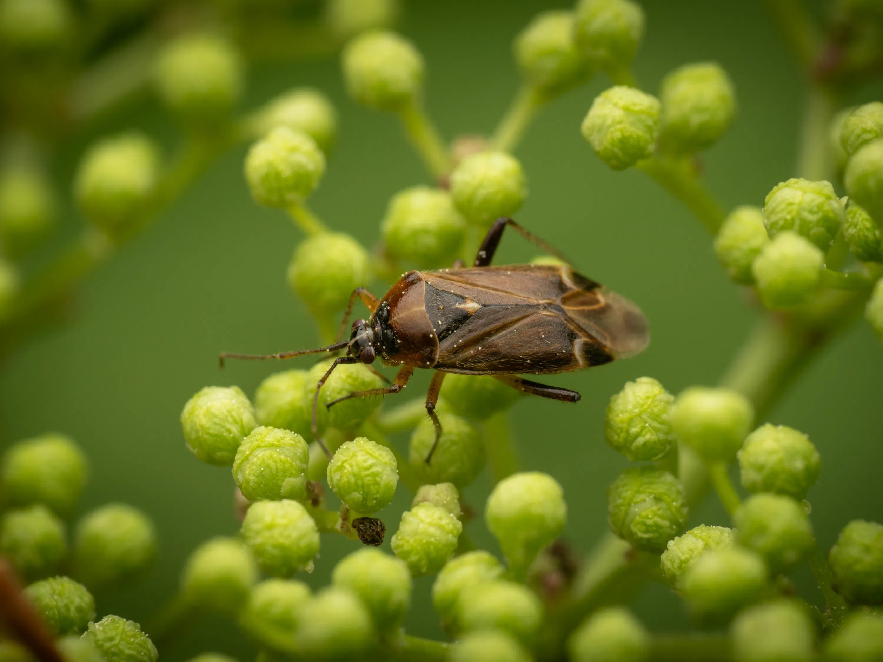 Harpocera thoracica