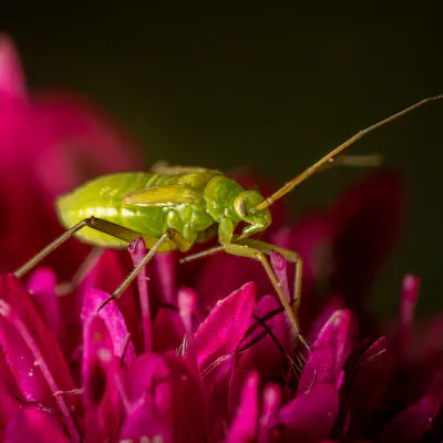 Plant Bugs