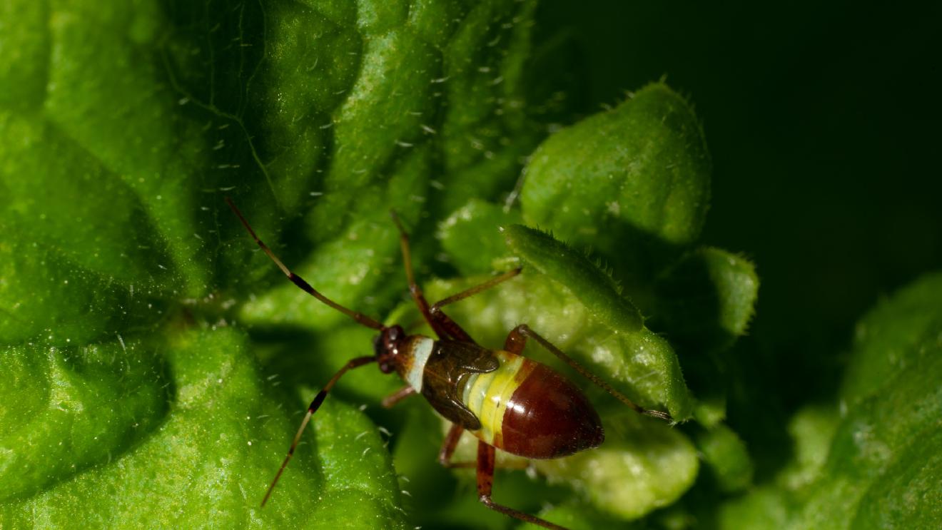 spotted plant bug – No. 1