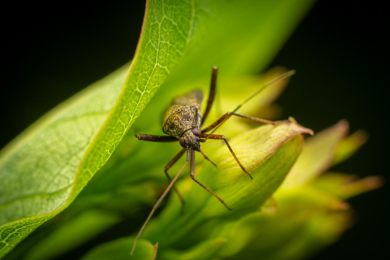 spotted plant bug – No. 2