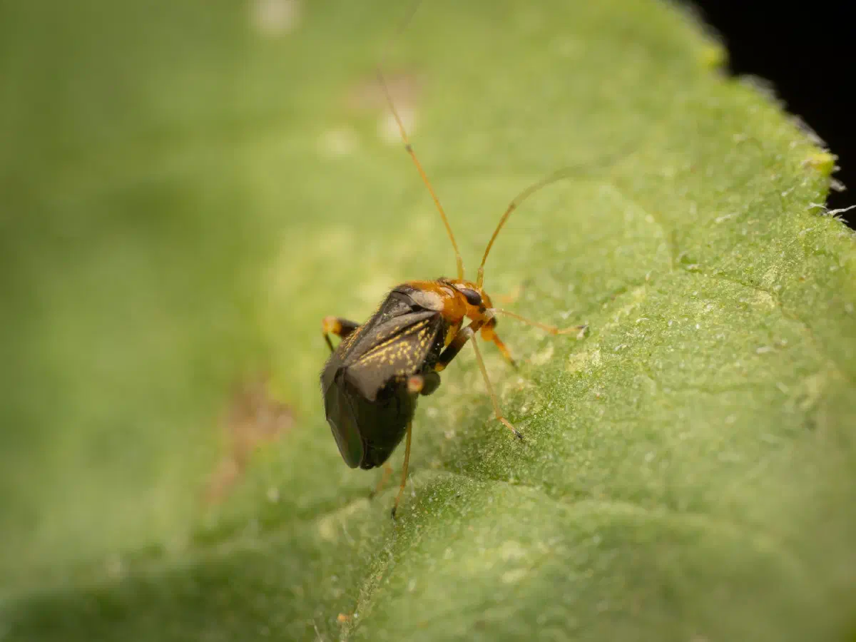 Halticus luteicollis