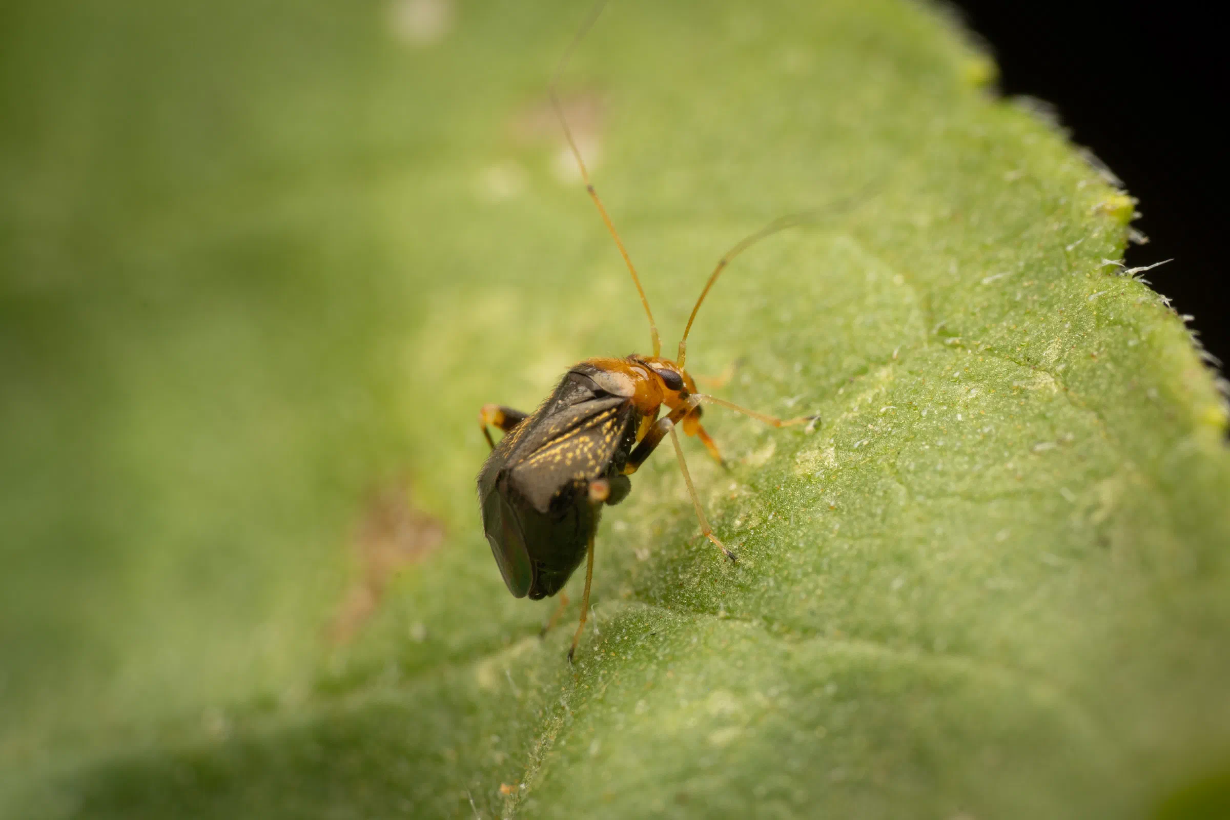 Halticus luteicollis