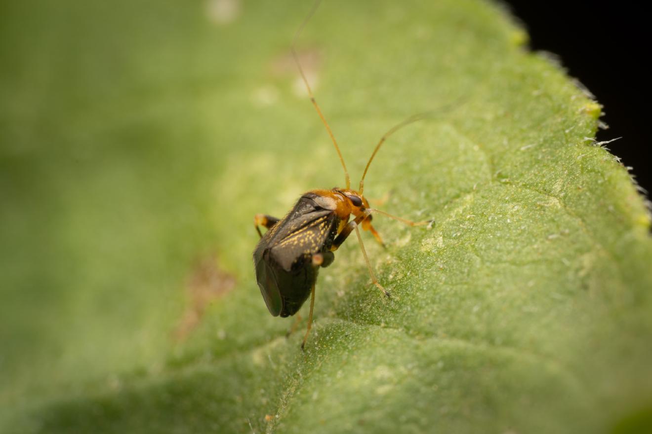 Halticus luteicollis – No. 1