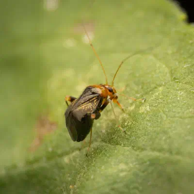 Halticus luteicollis