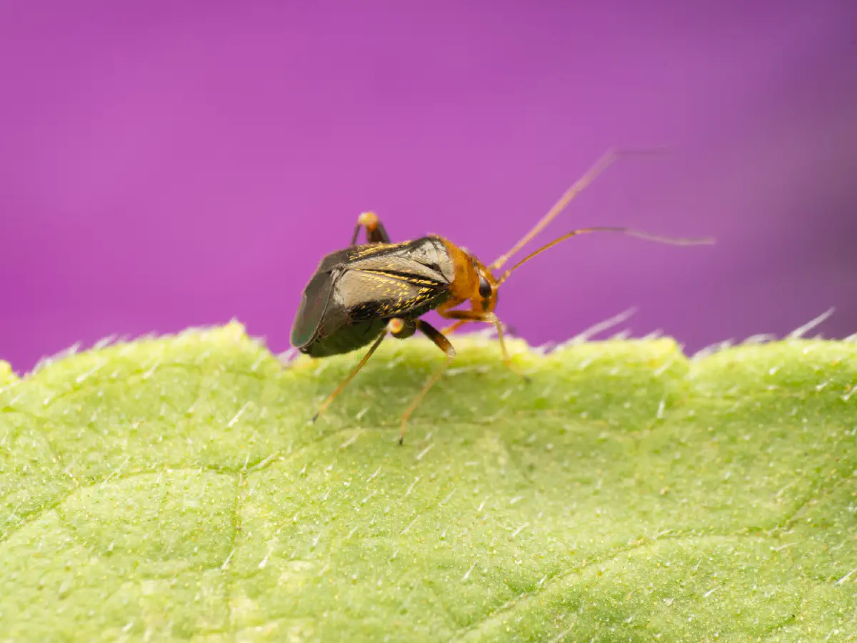 Halticus luteicollis