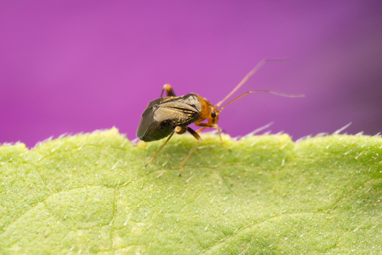 Halticus luteicollis – No. 2