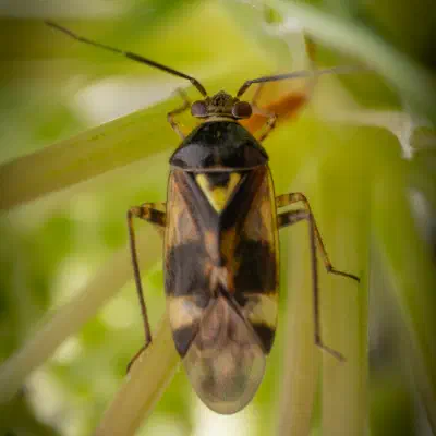 Orthops basalis