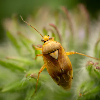Lygus pratensis