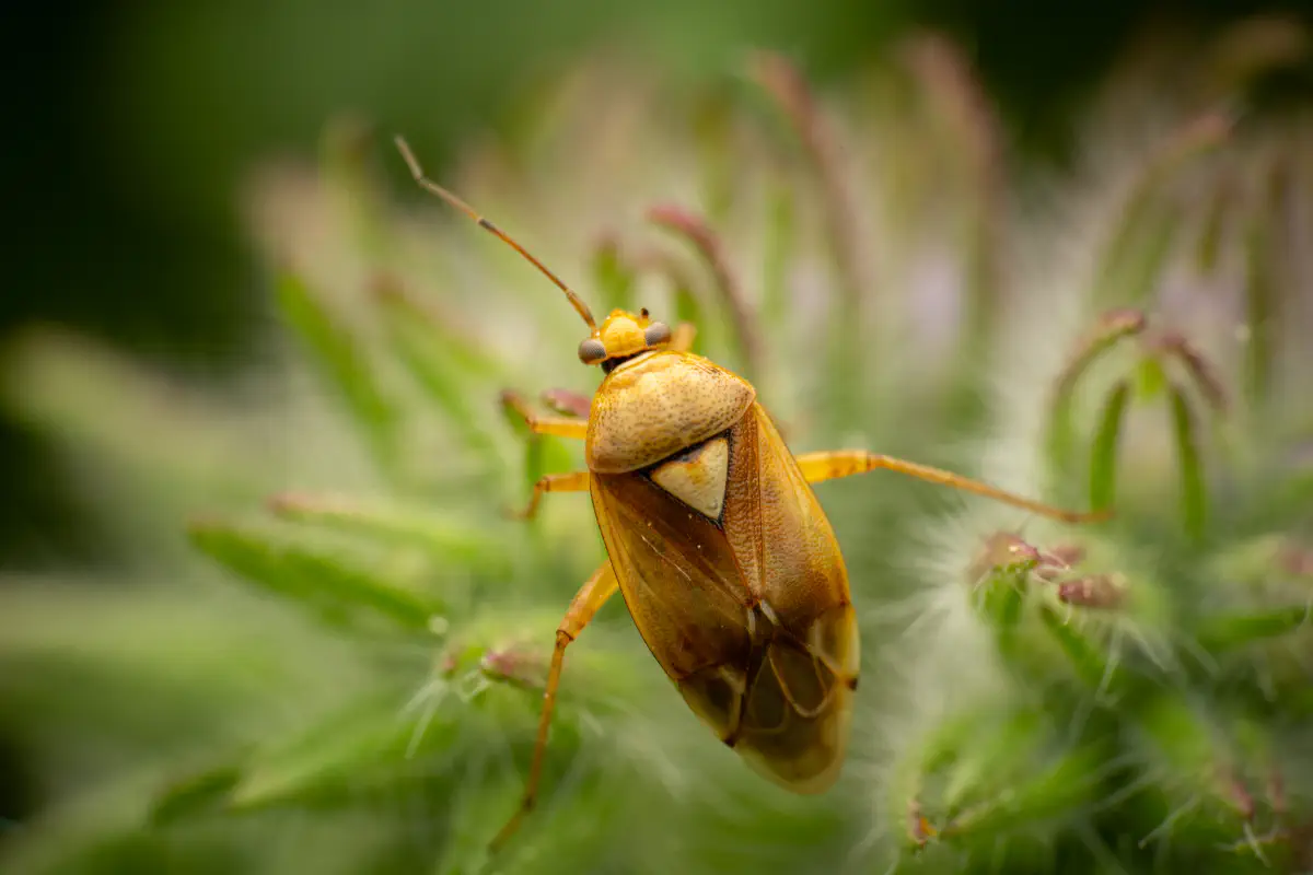 Lygus pratensis – No. 1