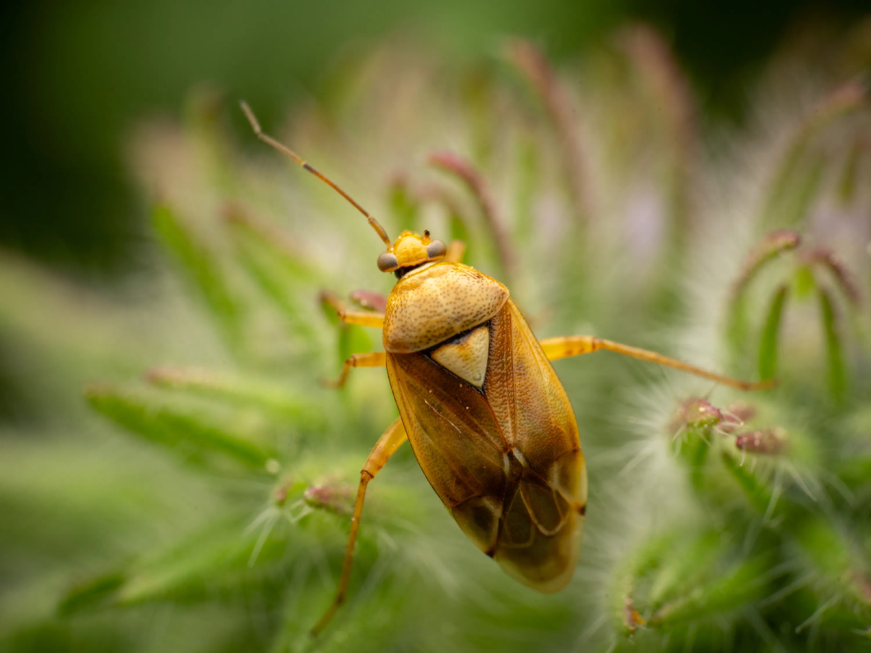 Lygus pratensis