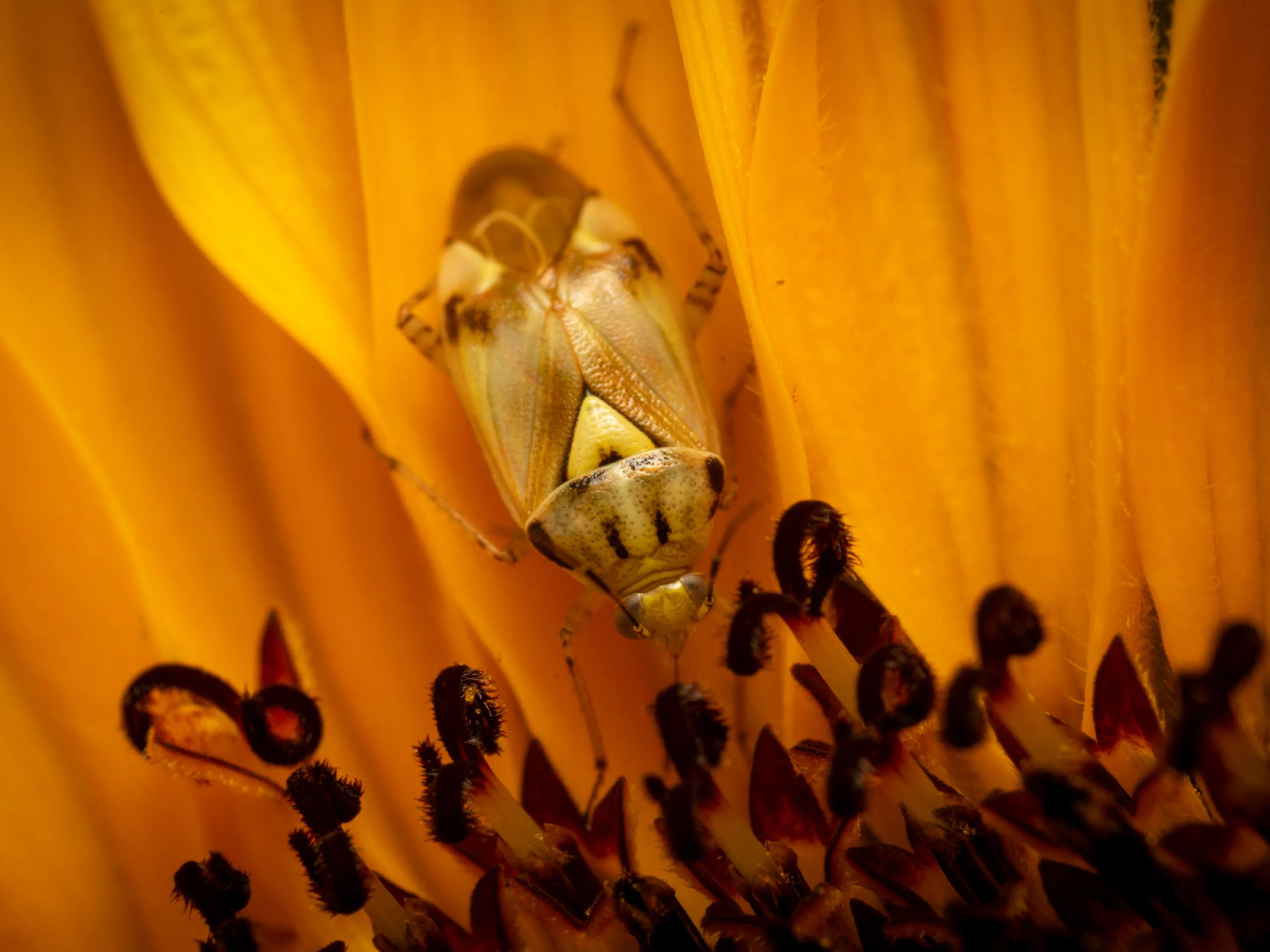 Lygus pratensis