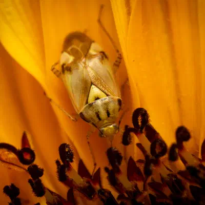 Lygus pratensis