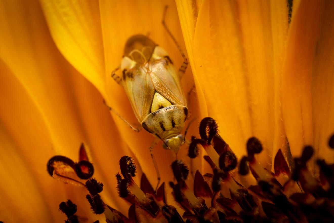 Gemeine Wiesenwanze – No. 2