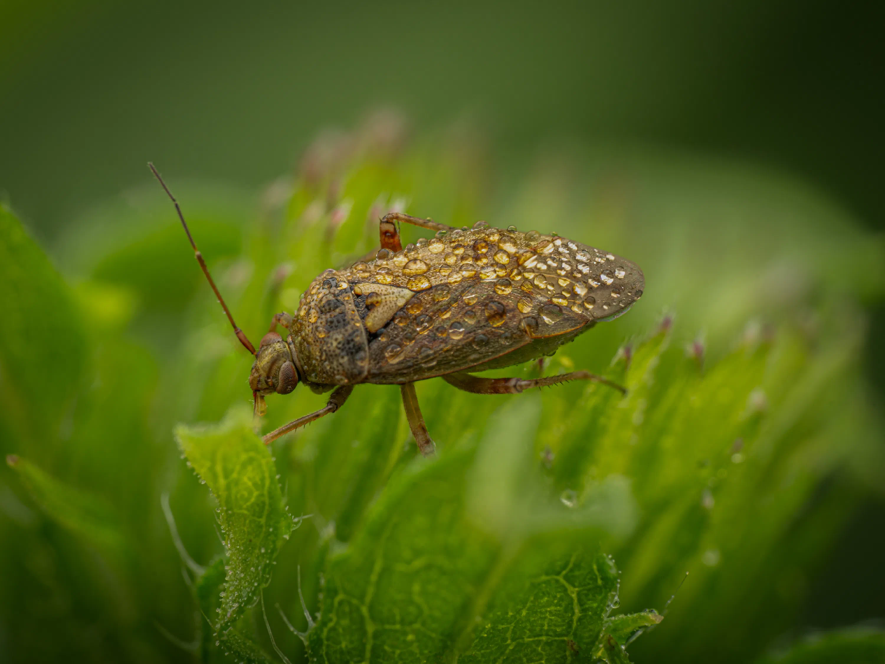Lygus pratensis