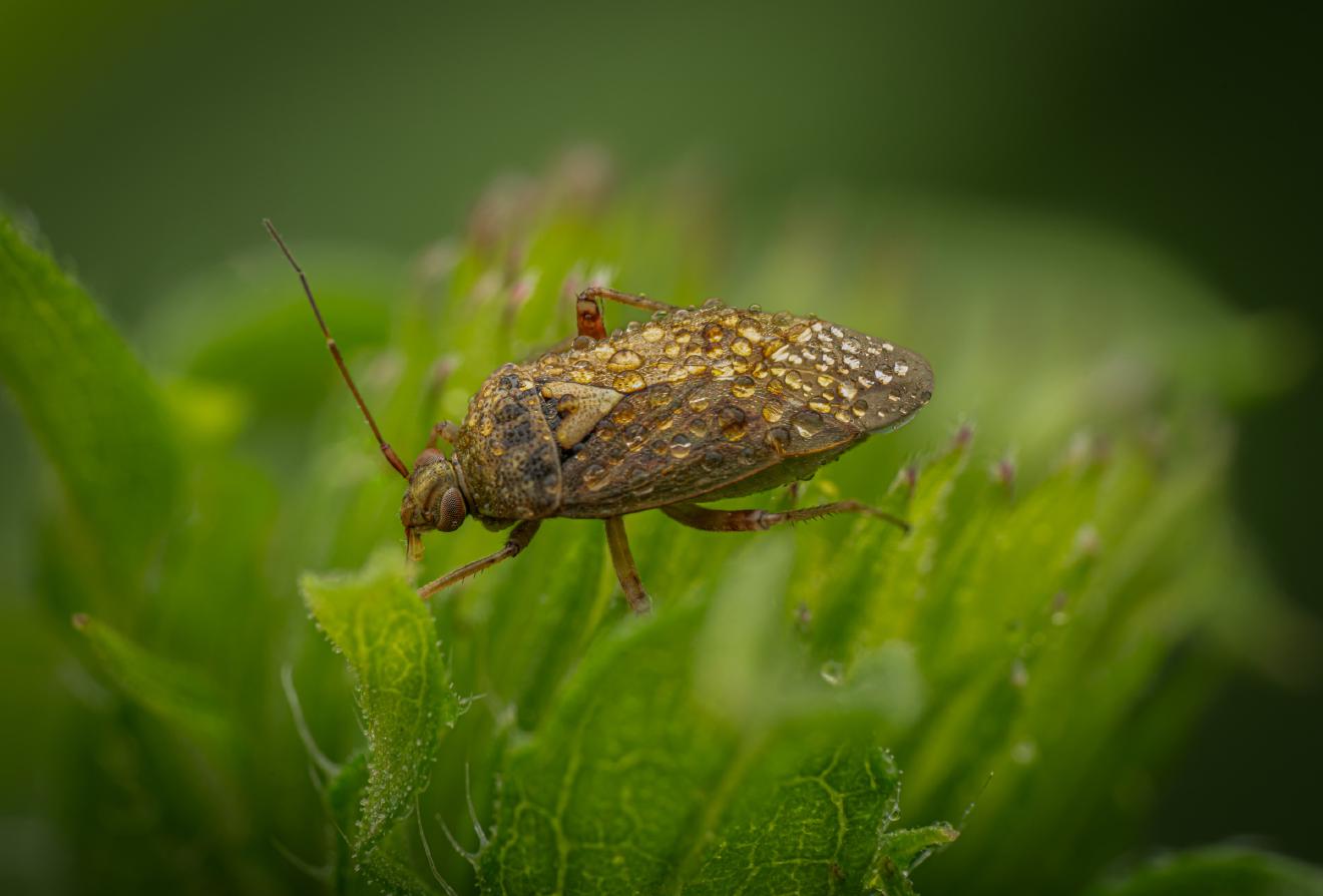 Lygus pratensis – No. 3
