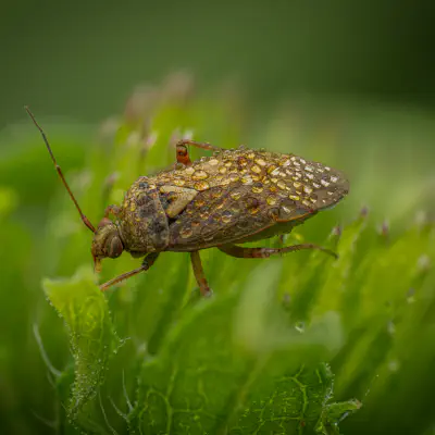 Gemeine Wiesenwanze