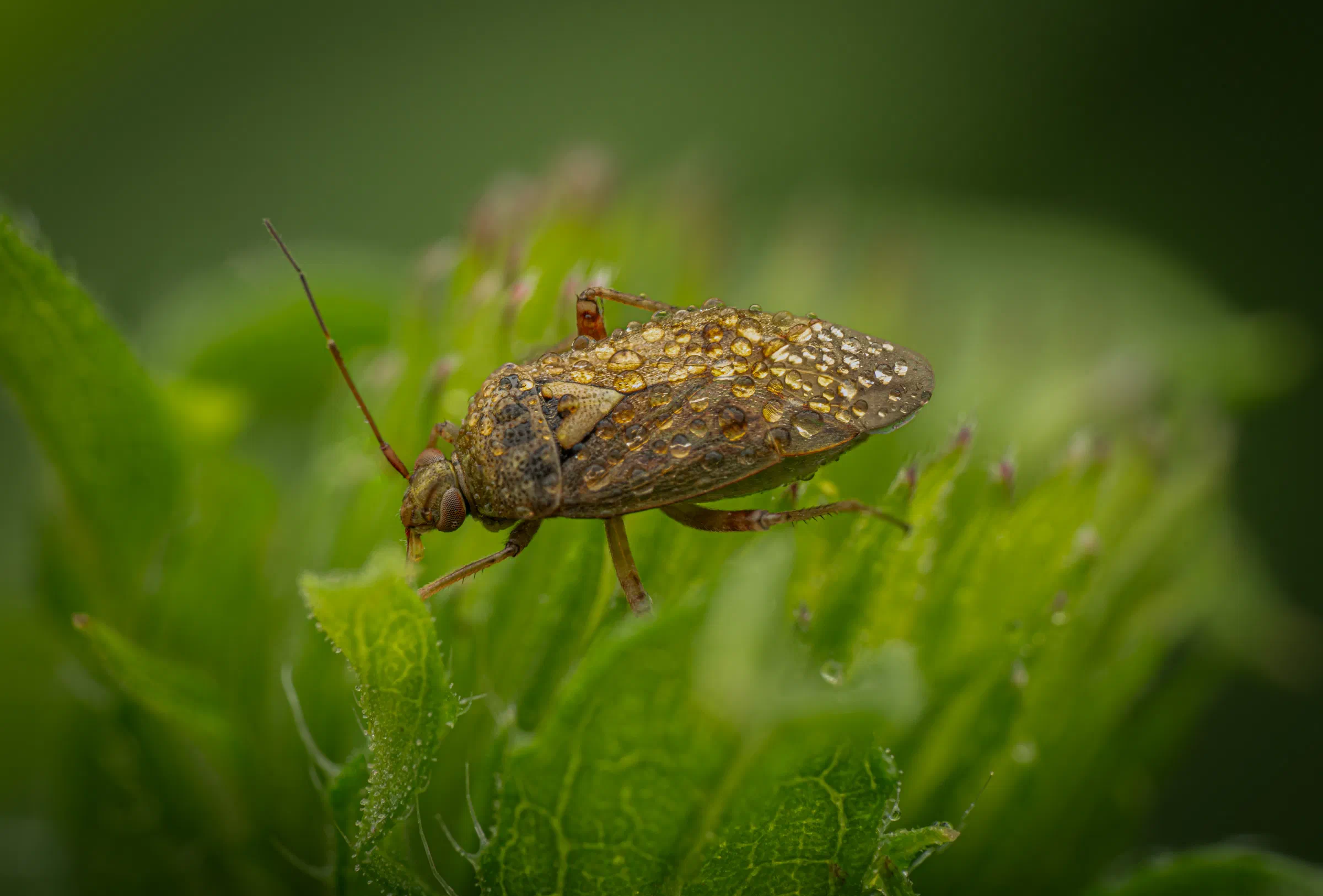Gemeine Wiesenwanze