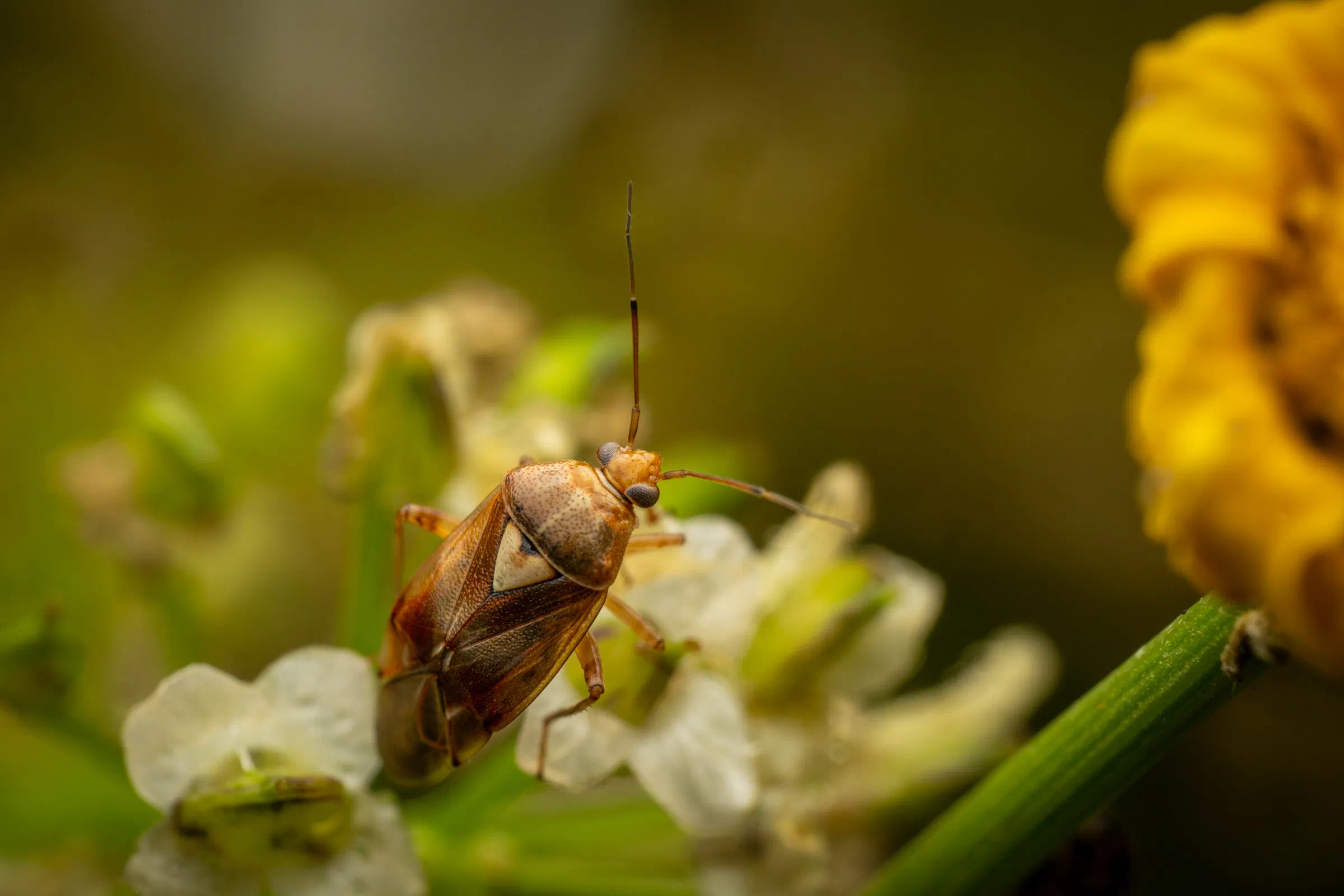 Gemeine Wiesenwanze