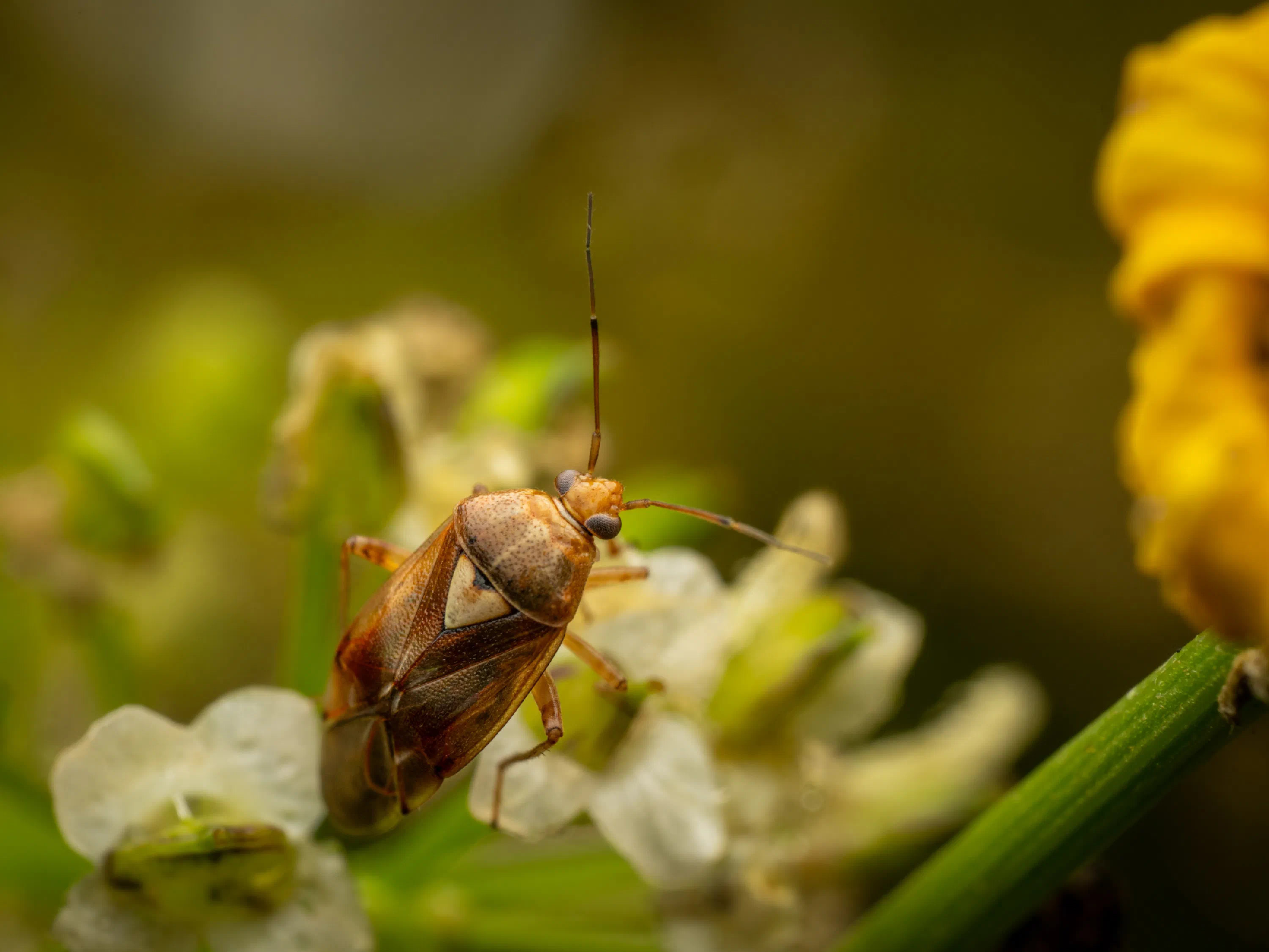 Lygus pratensis